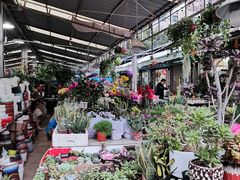 -曲阳花鸟市场(曲阳路店)