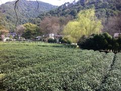 iphone_upload_pic-九溪烟树