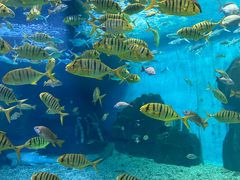 -泉城欧乐堡海洋极地世界