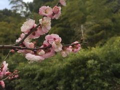 -苏州上方山国家森林公园