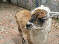 -长白岛森林公园