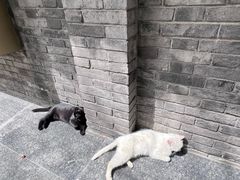 -西安大兴善寺