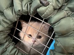 -pd派德宠物中心医院24H急重症·眼科中心·血液透析中心(嵩山北路店)