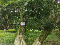 -张坝桂圆林公园
