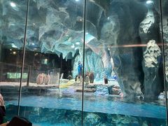 -帝企鹅自助餐厅•儿童岛•真企鹅(长隆企鹅酒店)