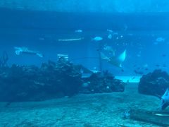 -海棠湾洲际-涛·海底餐厅·美人鱼·自助餐·海底隧道