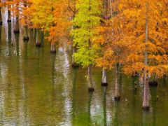 -白鹭湾湿地公园