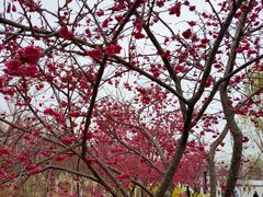 -古柏渡飞黄旅游区