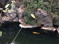 -灵隐飞来峰景区