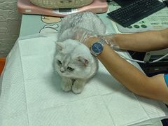 -纳吉亚猫专科动物医院博雅分院