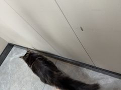 -半岛宠物医院24小时·内窥镜·牙科·碎石中心(府城大道店)