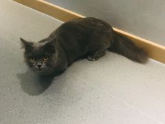 -飞行喵MR PILOT|猫舍·猫咖(静安大融城店)