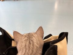 -萌兽医馆·犬猫专科·眼科中心·宠物医院(朝阳门分院)