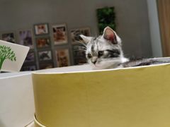 -藏猫猫咖啡主题馆(中央大道店)