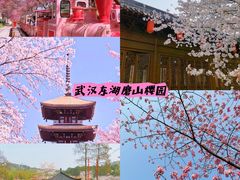 -东湖磨山景区樱花园-停车场