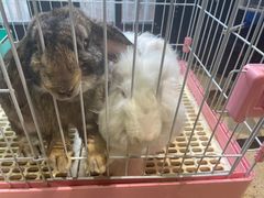 -猫色咖啡·猫咖