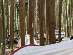 -武陵山森林公园