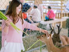 -鹿境梅花鹿生态园区