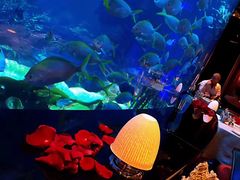 -迪拜帆船酒店海底餐厅