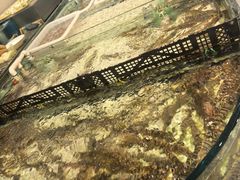 -苏大嘴蒸汽海鲜·海胆蒸饺(中山广场店)