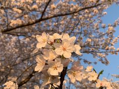 -高东镇樱花园