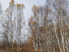 -莫尔道嘎国家森林公园