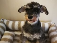 -西安京西宠物医院·瘫痪·疑难杂症