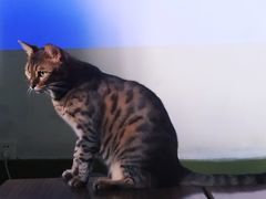 -猫猫幼稚园·撸猫·桌游·电玩