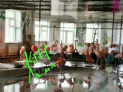 火烈鸟馆-哈尔滨北方森林动物园