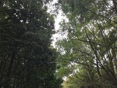 -上海滨江森林公园