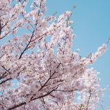 魔都樱花季🌸秒速五厘米的浪漫！
