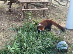 -沈阳森林动物园