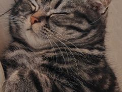 -纳吉亚猫专科动物诊疗中心(蒋宅口分院)