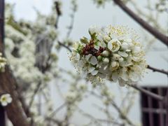 -树山生态村