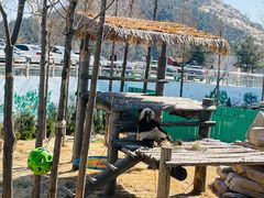 -西霞口神雕山野生动物世界