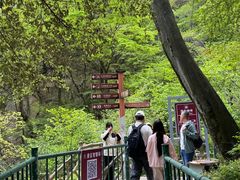 -洛阳白云山景区