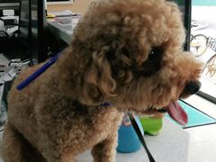 -安安宠医·臻爱宠物医院·宠保定点(营门口路分院)