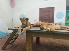 -大连森林动物园