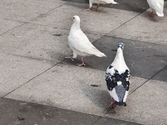 -江燕路万科里