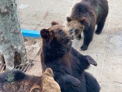 -西霞口神雕山野生动物世界