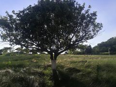 -红花山公园