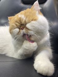 -蚂蚁造型俱乐部