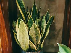 -芭缇沁园椰子鸡(中航紫金新天地店)