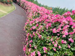 -上海辰山植物园