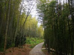-广州市石门国家森林公园
