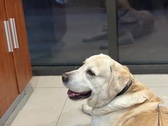 -艾贝尔宠物医院·24H转诊中心·肿瘤猫专科(江宁双龙店)