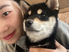 -柴犬高等学院·狗咖·柴犬售卖·宠物训练
