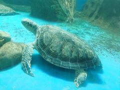 -广东惠东海龟国家级自然保护区