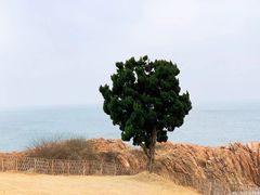 -小麦岛公园