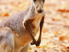 -清迈夜间动物园